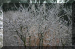 Le bassin de jardin d'Aquatechnobel l'hiver  35 