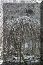 Le bassin de jardin d'Aquatechnobel l'hiver  39 