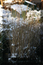 Le bassin de jardin d'Aquatechnobel l'hiver  29 