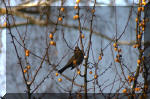 Le bassin de jardin d'Aquatechnobel l'hiver  17 