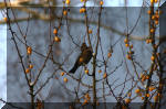 Le bassin de jardin d'Aquatechnobel l'hiver  15 