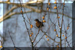 Le bassin de jardin d'Aquatechnobel l'hiver  16 