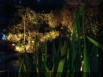 Le bassin de jardin d'Aquatechnobel la nuit 1  35 