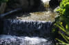 Le bassin de jardin mixte de Daniel (2007)  premires   29 