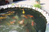 Le bassin de jardin mixte de Daniel (2007)  premires   17 