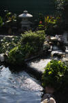 Le bassin de jardin mixte de Daniel (2007)  premires   4 