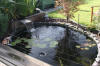 Le bassin de jardin de Papou - le bassin en images  41 