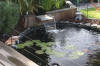 Le bassin de jardin de Papou - le bassin en images  40 