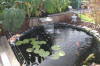 Le bassin de jardin de Papou - le bassin en images  36 