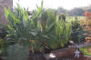 Le bassin de jardin de Papou - le bassin en images  29 