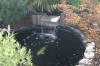 Le bassin de jardin de Papou - le bassin en images  28 