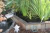 Le bassin de jardin de Papou - le bassin en images  27 