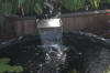 Le bassin de jardin de Papou - le bassin en images  24 