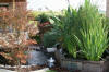 Le bassin de jardin de Papou - le bassin en images  12 