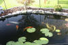 Le bassin de jardin de Papou - le bassin en images  3 