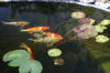 Le bassin de jardin de Papou - le bassin en images suite  33 
