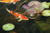 Le bassin de jardin de Papou - le bassin en images suite  30 