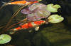 Le bassin de jardin de Papou - le bassin en images suite  29 