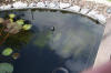 Le bassin de jardin de Papou - le bassin en images suite  16 
