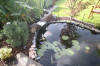 Le bassin de jardin de Papou - le bassin en images suite  14 