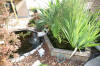 Le bassin de jardin de Papou - le bassin en images suite  10 
