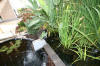 Le bassin de jardin de Papou - le bassin en images suite  9 