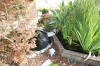 Le bassin de jardin de Papou - le bassin en images suite  8 