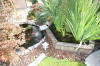 Le bassin de jardin de Papou - le bassin en images suite  7 