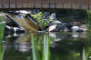 Le bassin de jardin de Plongeur profond 2  6 