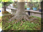 L'arbre de vie, Bonsa