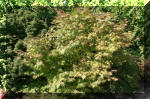 Maillot bonsai et les rable du japon  26 