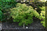 Maillot bonsai et les rable du japon  15 