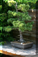 Maillot bonsai demo 2  14 