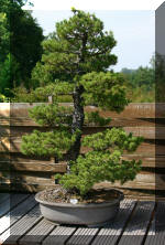 Maillot bonsai demo 2  10 