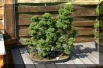 Maillot bonsai demo 2  9 