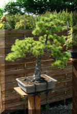 Maillot bonsai demo 2  5 