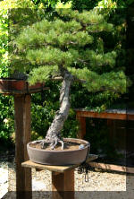 Maillot bonsai demo 2  1 