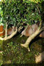 Noelanders 2005 et la splendeur des bonsa 15  10 