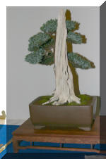 Noelanders 2005 et la splendeur des bonsa 3  21 
