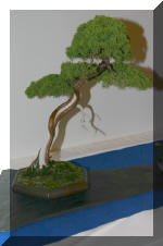 Noelanders 2005 et la splendeur des bonsa 3  8 