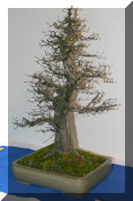 Noelanders 2005 et la splendeur des bonsa 4  24 