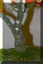Noelanders 2005 et la splendeur des bonsa 5  2 