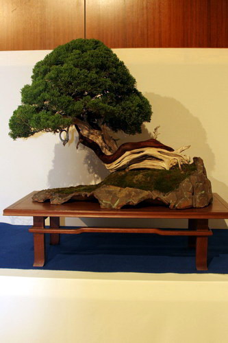 bonsai Jupinerus Shakan