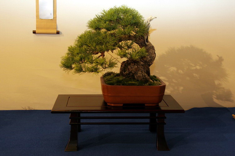bonsai Pinus parviflora moyogi