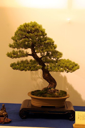 bonsai Jupinerus rigida moyogi