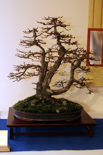 bonsai Larix kaempferi kabudachi