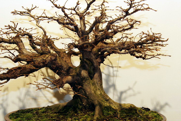 bonsai carpinus betulus Hokidachi