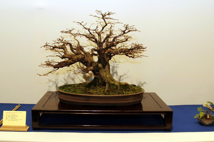 bonsai carpinus betulus Hokidachi