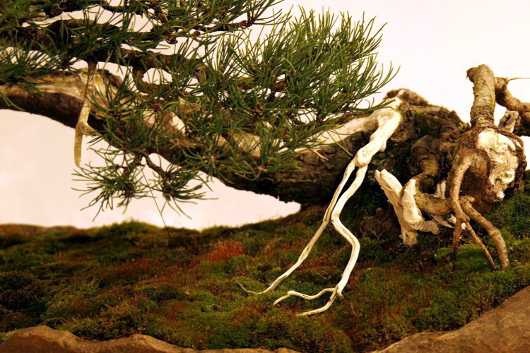 Bonsai Pinus Mugo Shakan