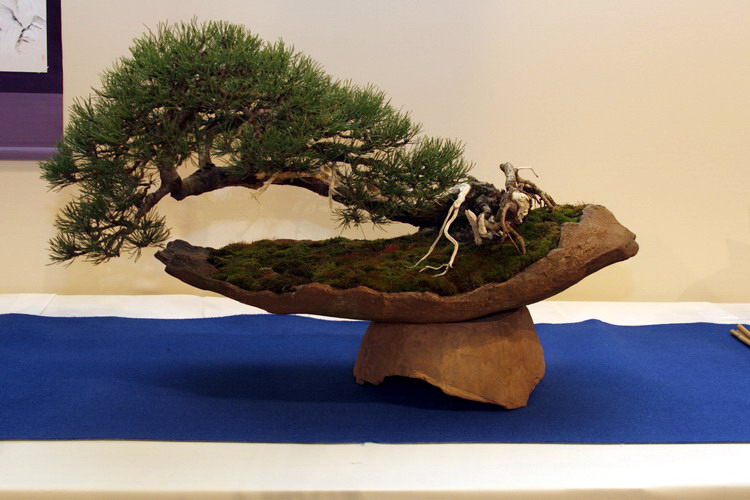 Bonsai Pinus Mugo Shakan